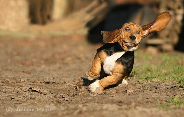 640x408, 51 Kb / собака, уши, бег