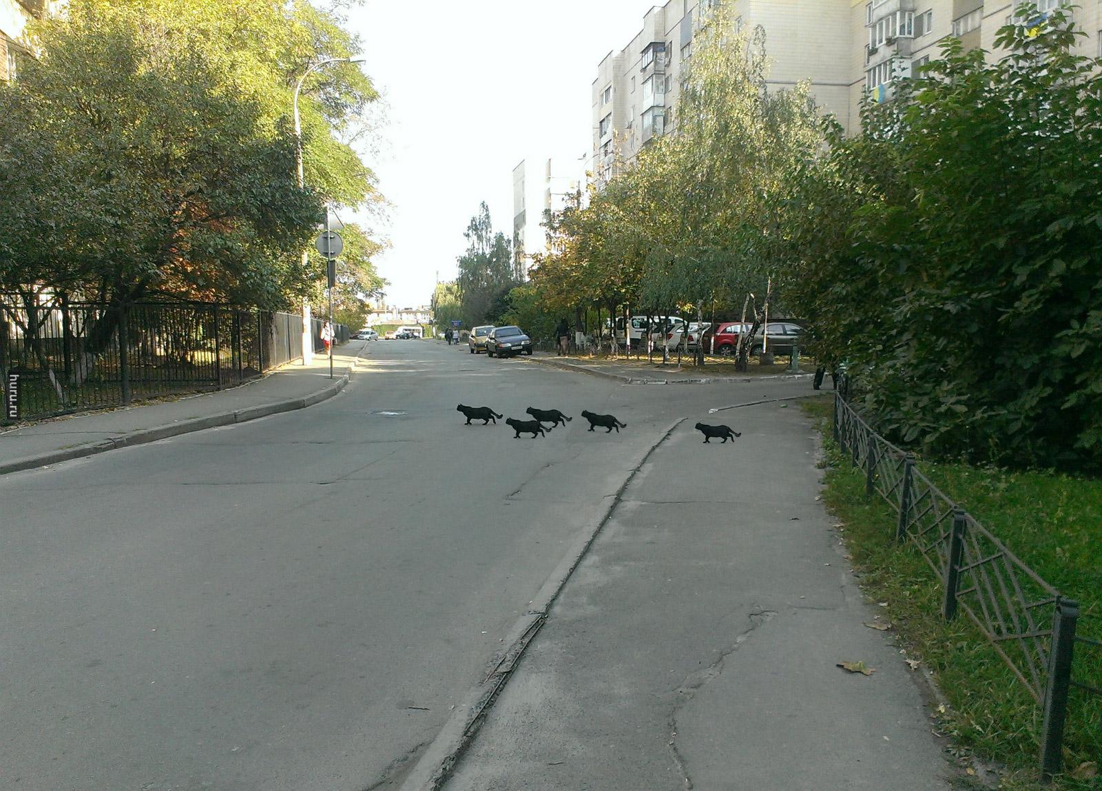 1600x1148, 323 Kb / Дорога, на экзамен,  кошки, чёрные, фотошоп