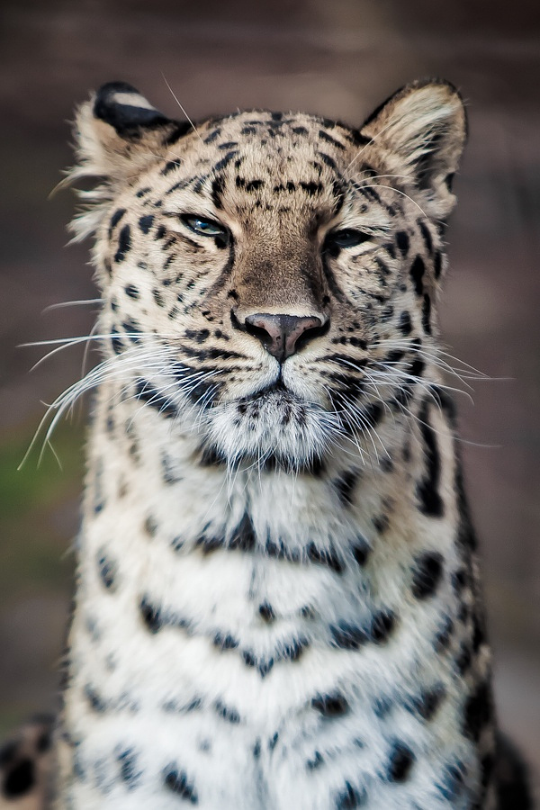 600x900, 311 Kb / леопард