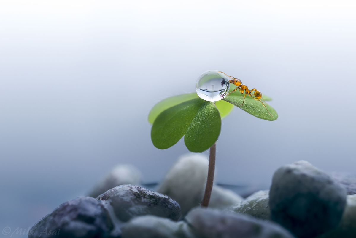 1200x804, 289 Kb / муравей, капля, макро