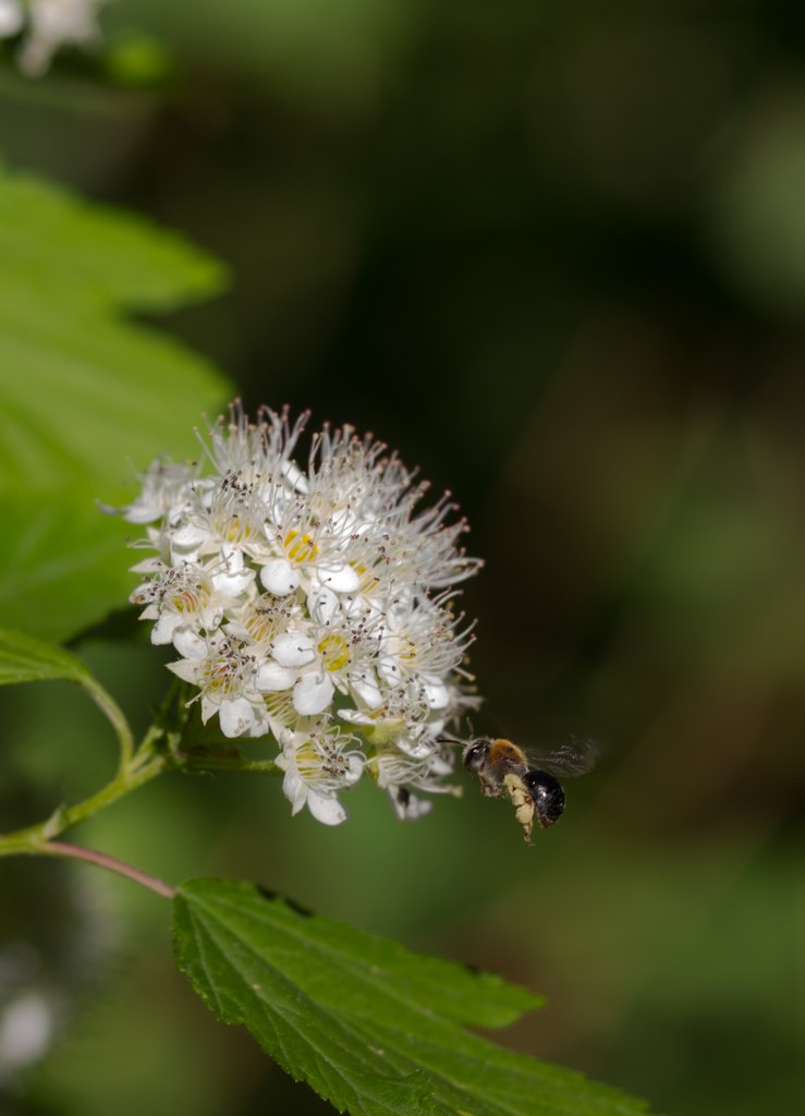 739x1024, 66 Kb / пчела, цветок