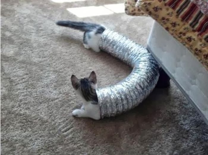 700x520, 63 Kb / коты,гофра