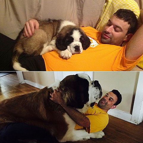 481x480, 73 Kb / пес, рост, сенбернар