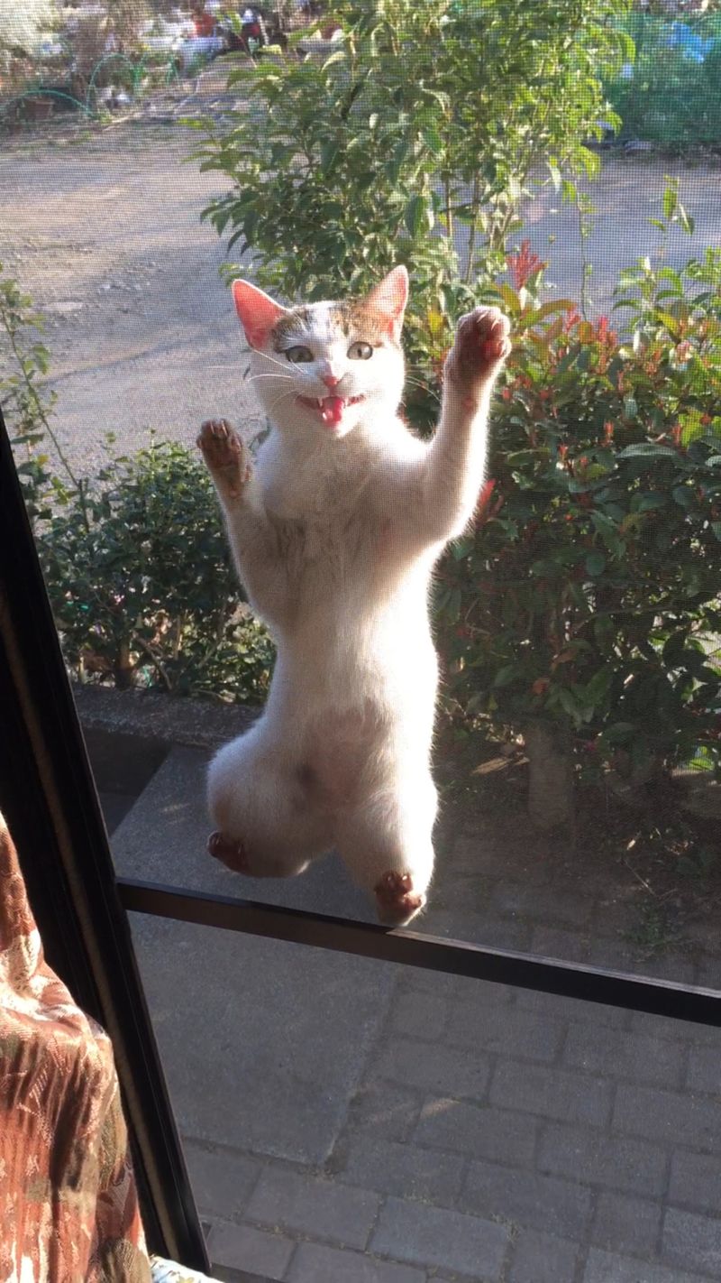 800x1422, 197 Kb / кот, дверь, сетка