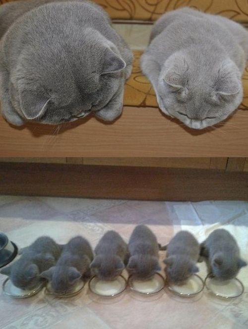 500x664, 45 Kb / кот, стол, миска, молоко