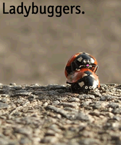 250x299, 59 Kb / божья коровка, ебутся