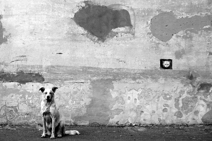 700x467, 189 Kb / собака, кот, дырка, стена, ч/б