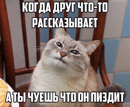 550x453, 49 Kb / кот, друг, пиздит