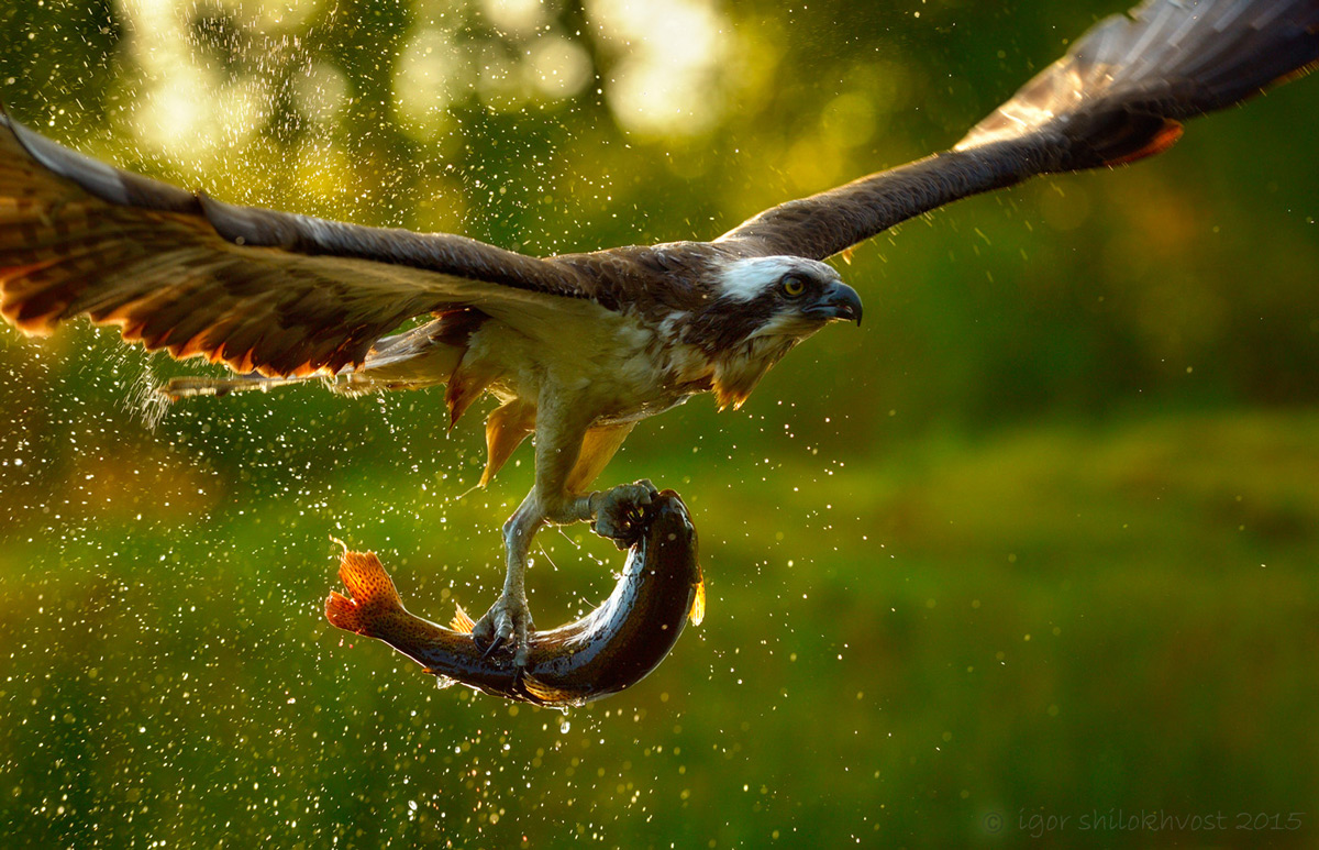 1200x773, 335 Kb / птица, рыба, улов