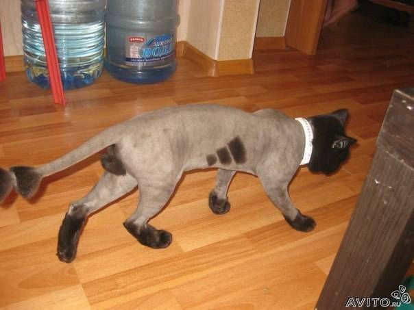 604x453, 30 Kb / бритый,кот,адидас