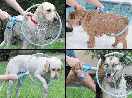 450x333, 55 Kb / собаки, мойка, кольцо