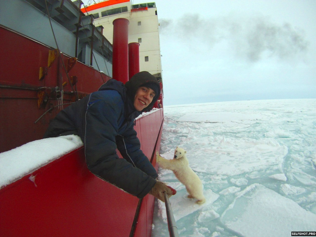 1280x960, 164 Kb / медведь, полярный, белый, корабль, ледокол, селфи
