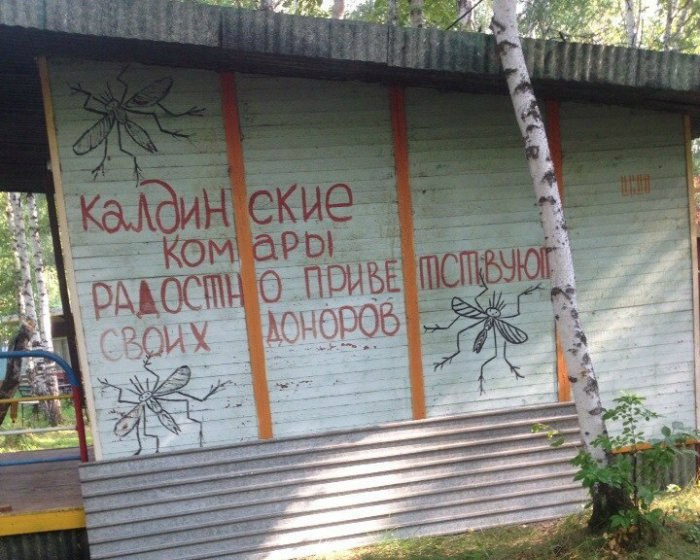 700x560, 98 Kb / комары, доноры