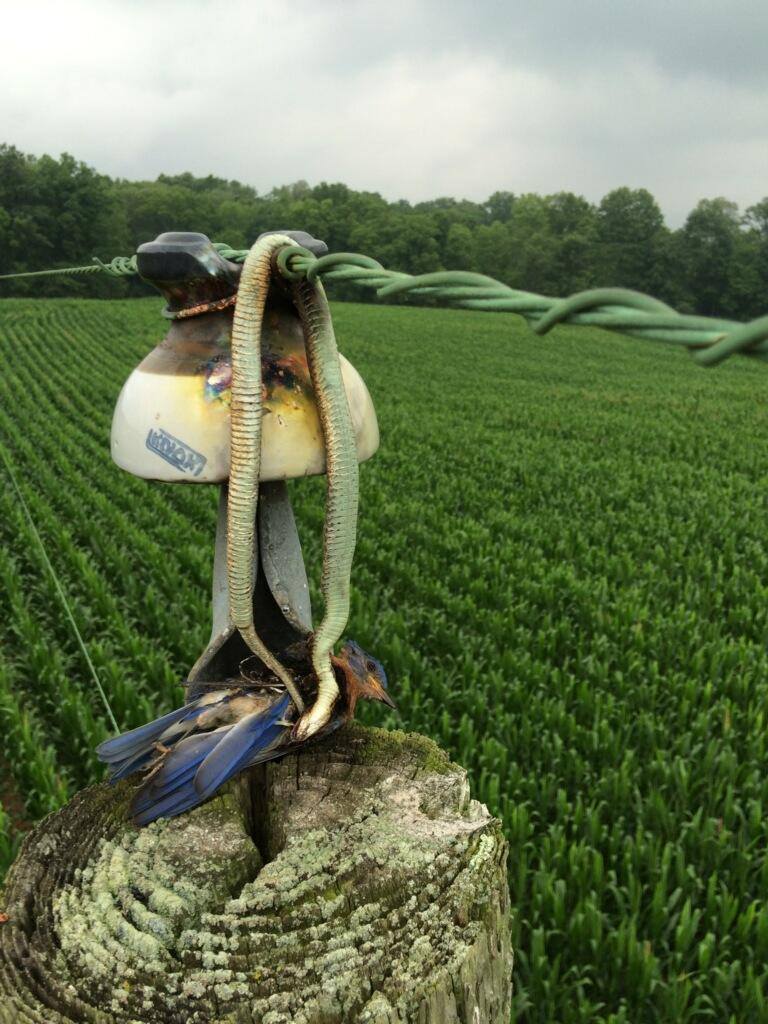 768x1024, 120 Kb / змея, птица, гнездо, столб, электричество