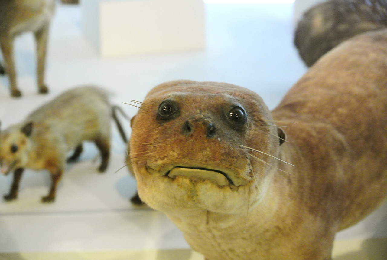 1280x859, 199 Kb / чучело, глаза, усы