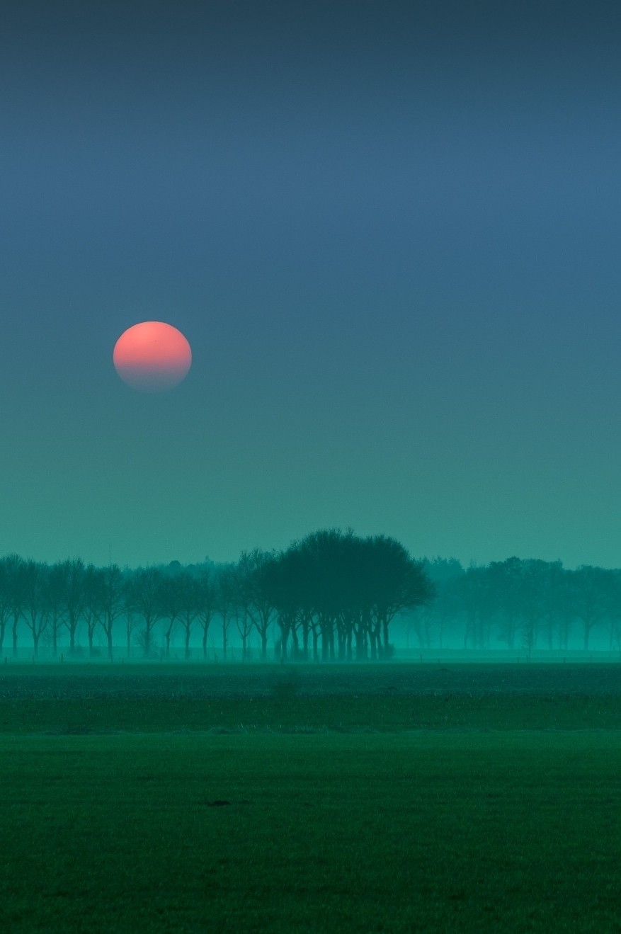 877x1319, 126 Kb / туман, парк, солнце, закат