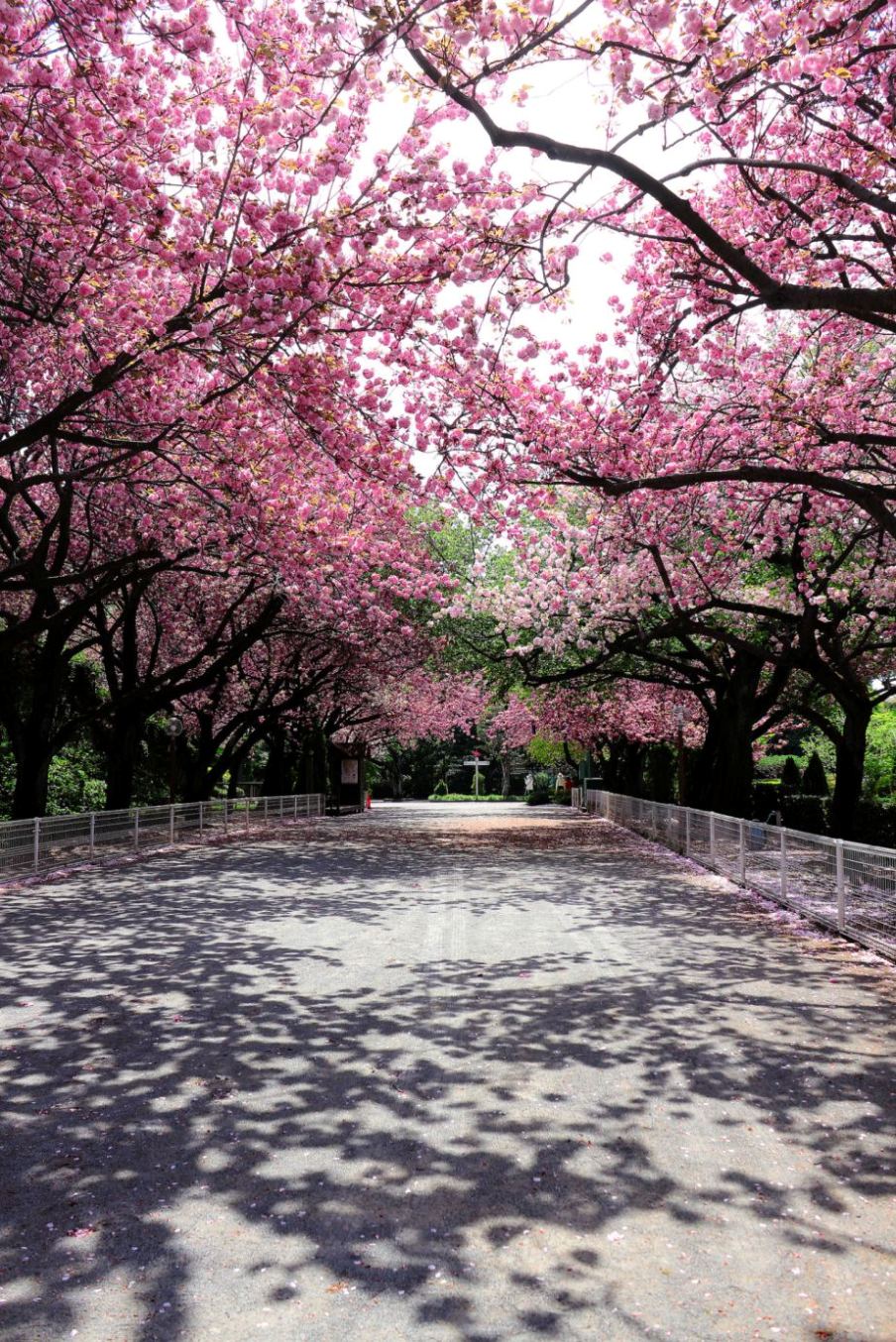 904x1354, 353 Kb / сакура, вишня, цвет, аллея