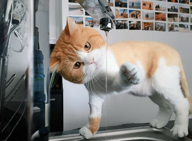 630x462, 74 Kb / кот, рыжий, кран, вода