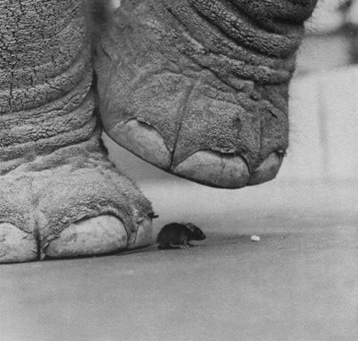 403x384, 36 Kb / слон, мышь, ч/б