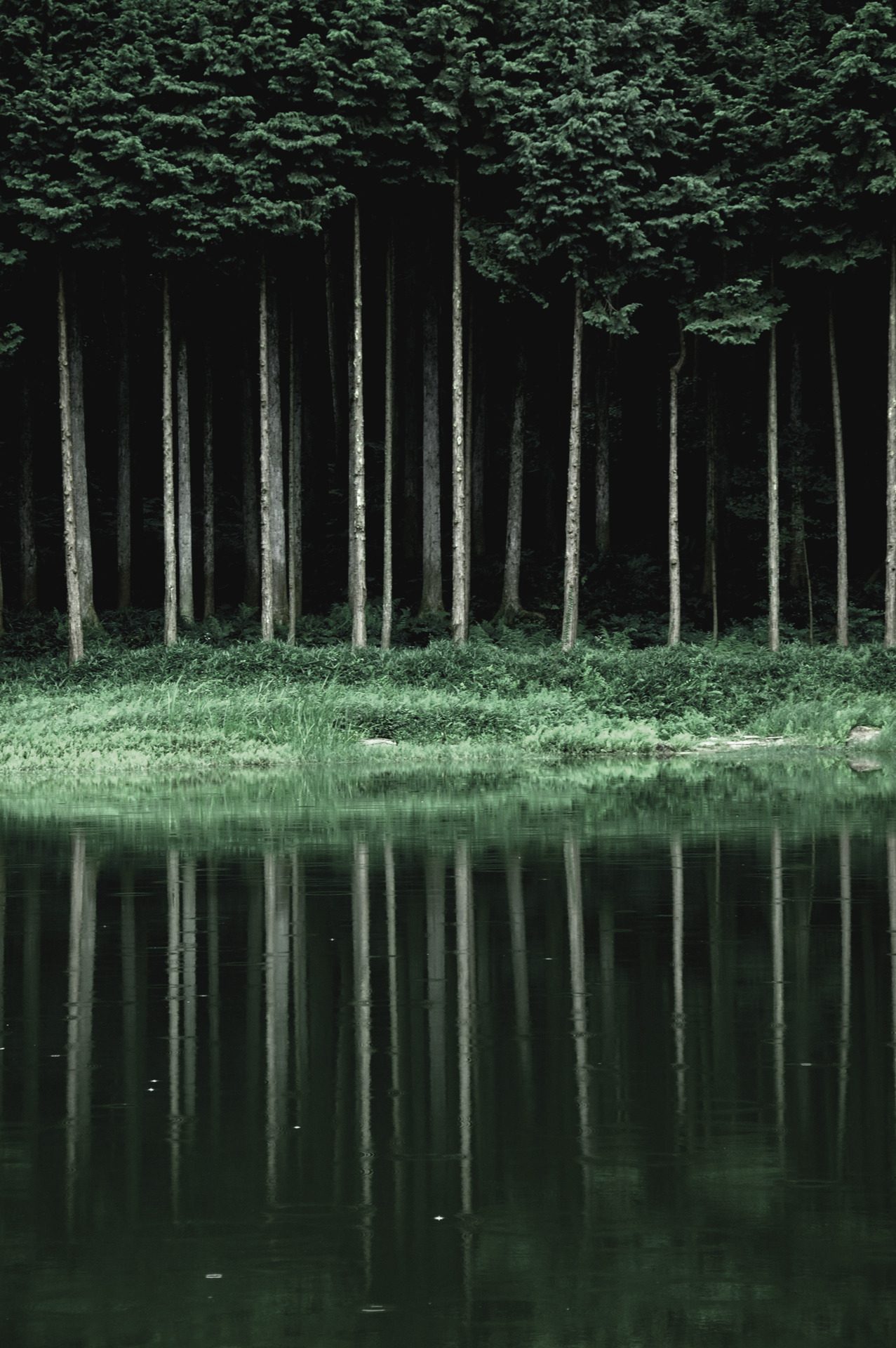 1277x1920, 354 Kb / лес, вода, отражение