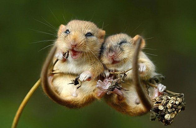 630x411, 66 Kb / мышь, пара, стебель