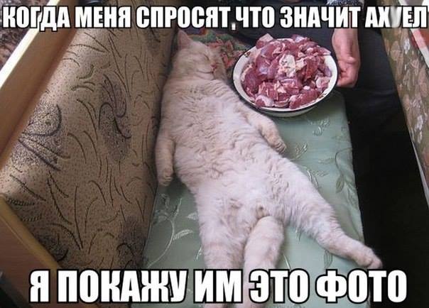 604x434, 45 Kb / котэ, мясо, охуел