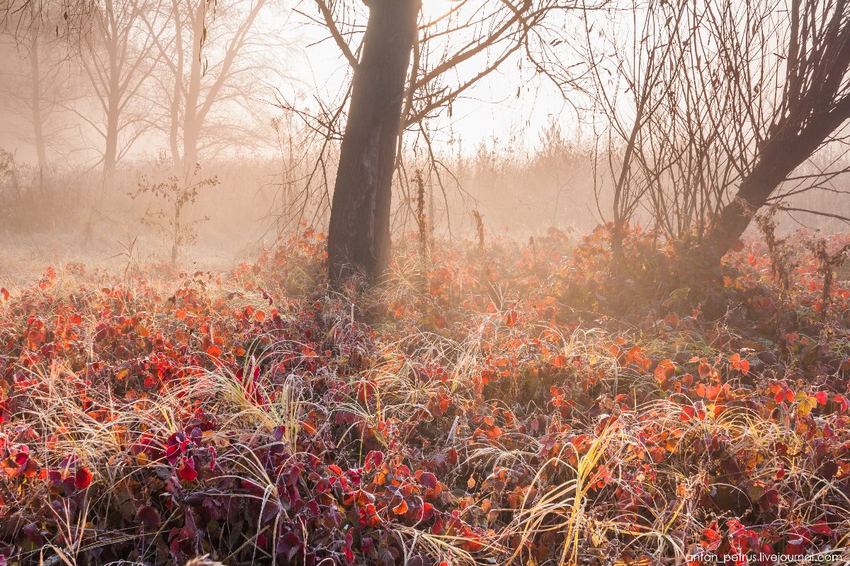 1200x800, 341 Kb / изморозь, иней, осень, листья, трава, листопад, лес, изморось