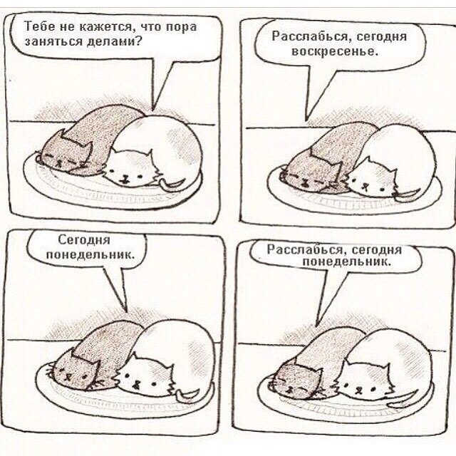 640x640, 97 Kb / коты, воскресенье, понедельник, расслабься, отдых, выходной