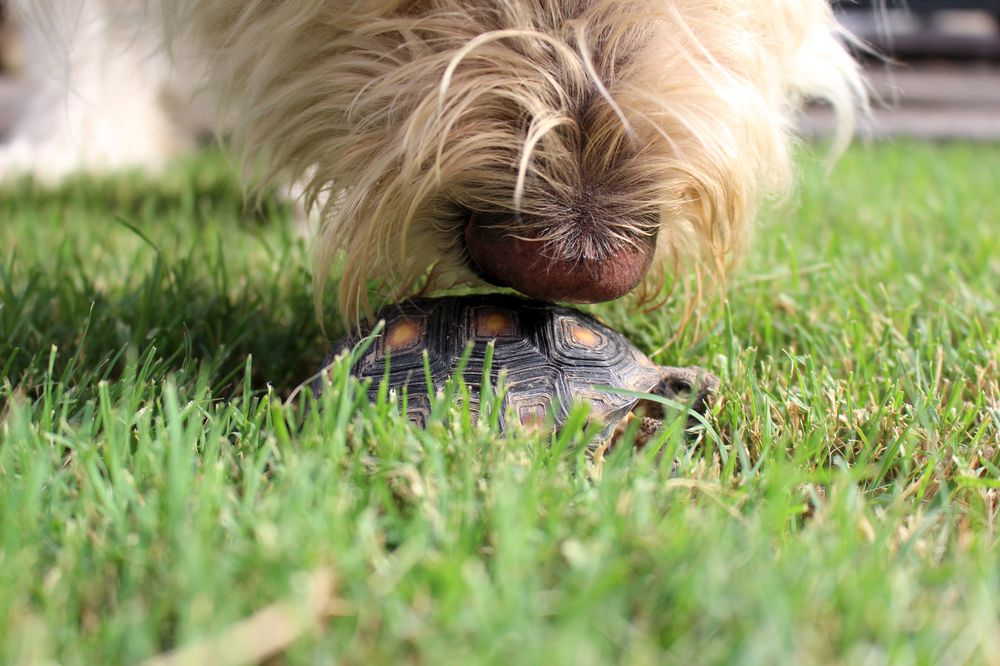 1000x666, 108 Kb / морда, нос, черепаха