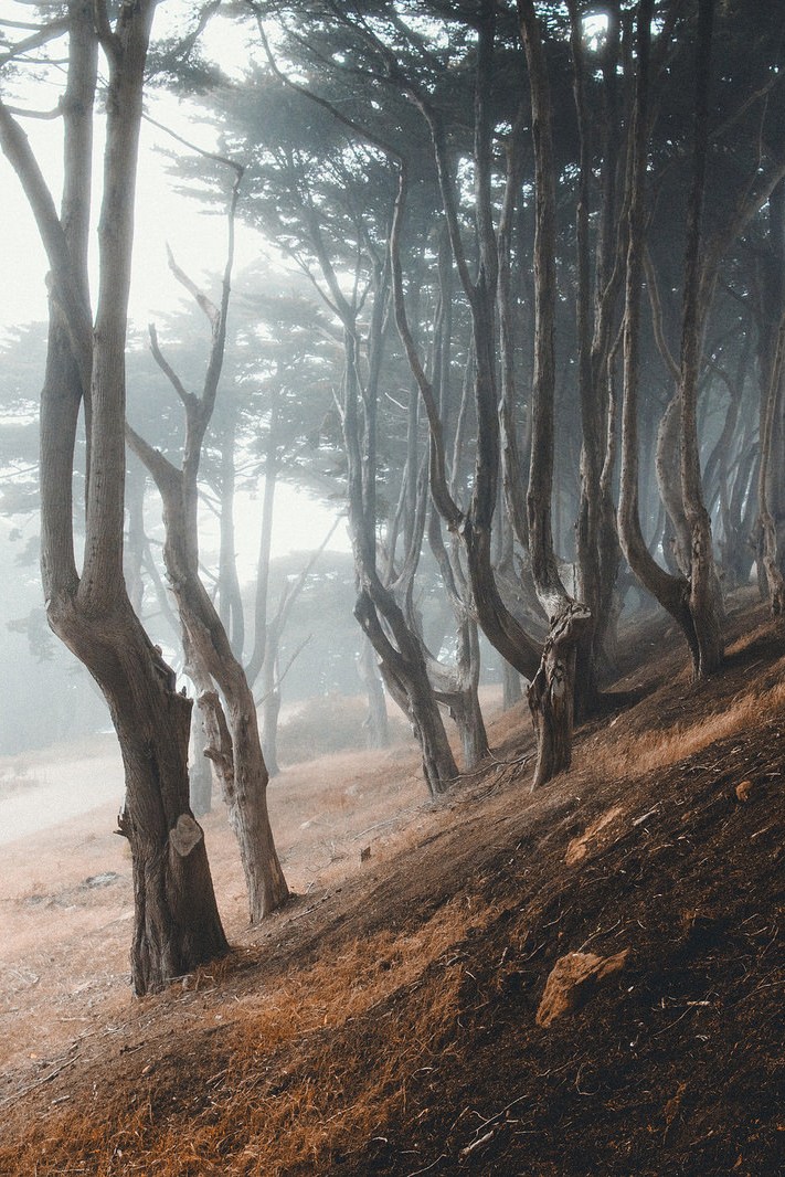 711x1066, 270 Kb / лес, деревья, стволы