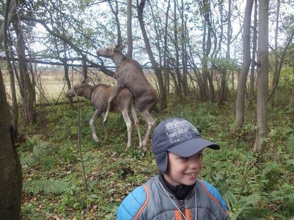 604x453, 119 Kb / лоси, секс, мальчик