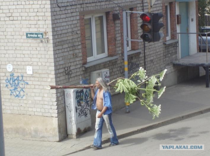 709x528, 72 Kb / борщевик, Юрмала, джинсы, усы, мачо