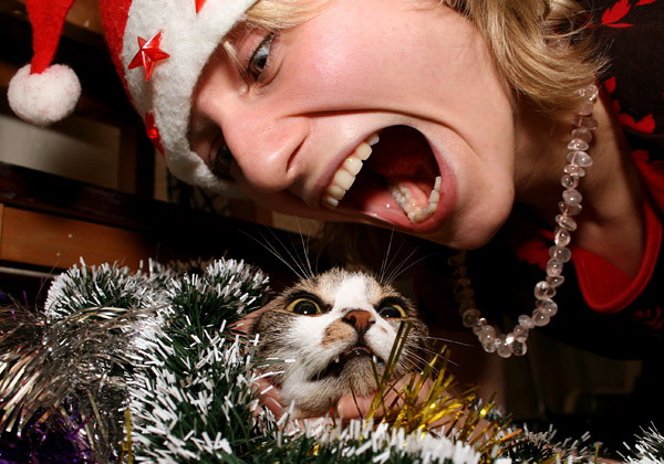 600x420, 112 Kb / кот, крик, новый год, шапка