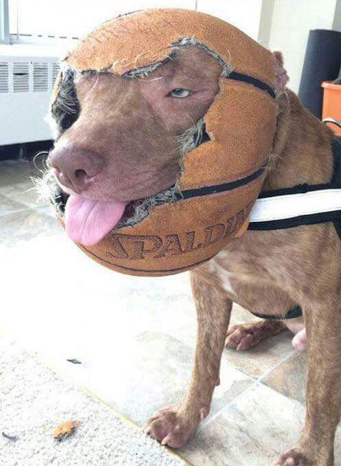 496x678, 88 Kb / собака, мяч, глаз, язык