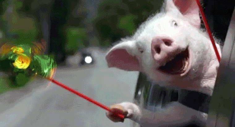 760x410, 68 Kb / поросенок, автомобиль, ветер, вертушка