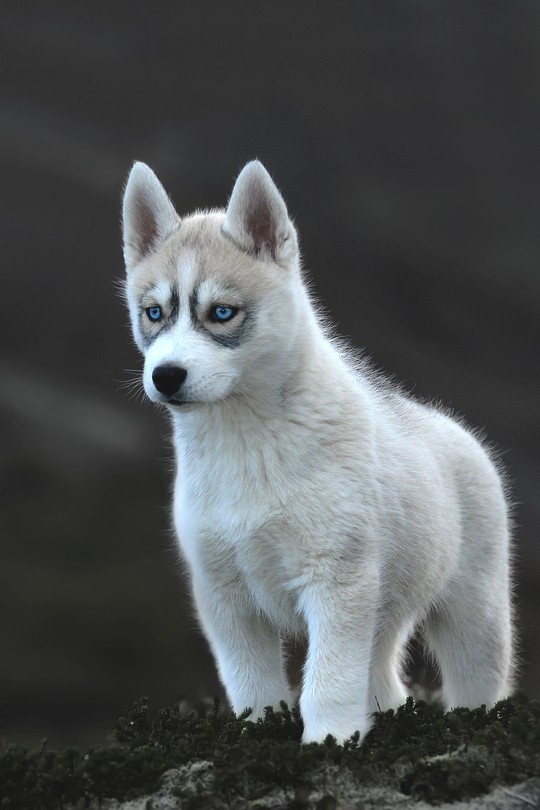 540x810, 73 Kb / хаски, щенок