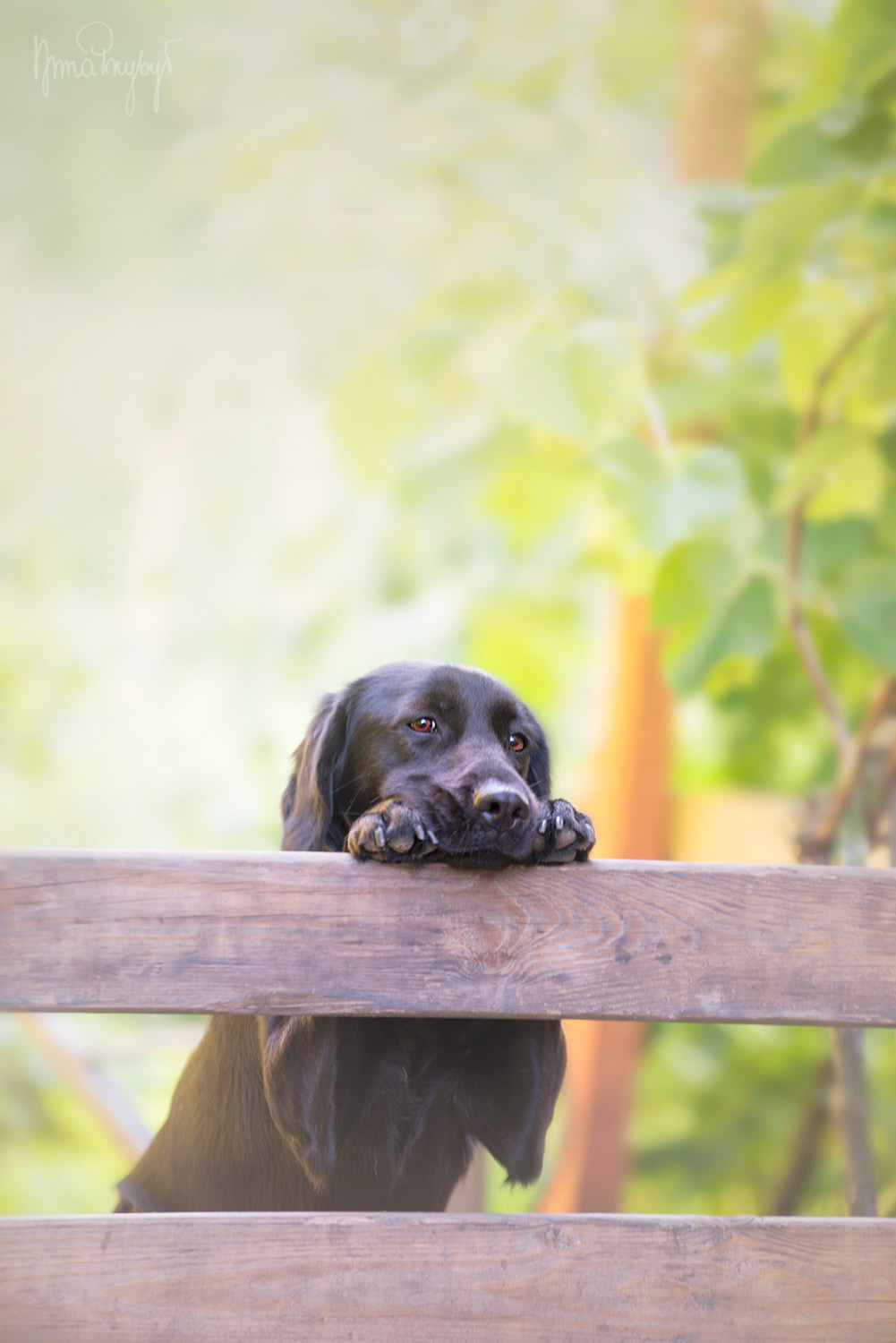 1001x1500, 293 Kb / собака, забор, мечтатель