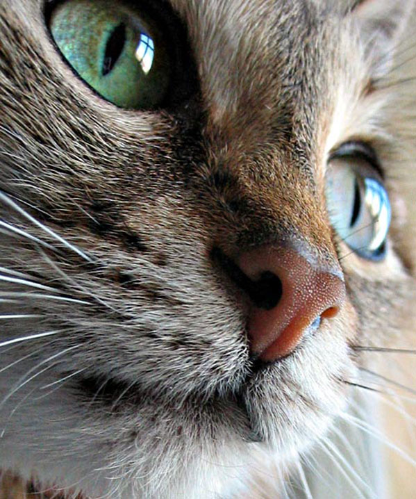 599x718, 126 Kb / кот, морда