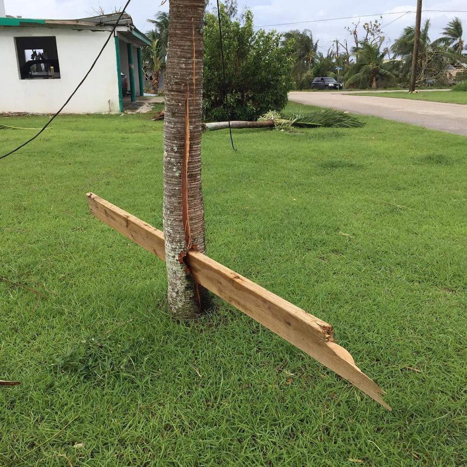 960x960, 217 Kb / Доска, пальма, лужайка