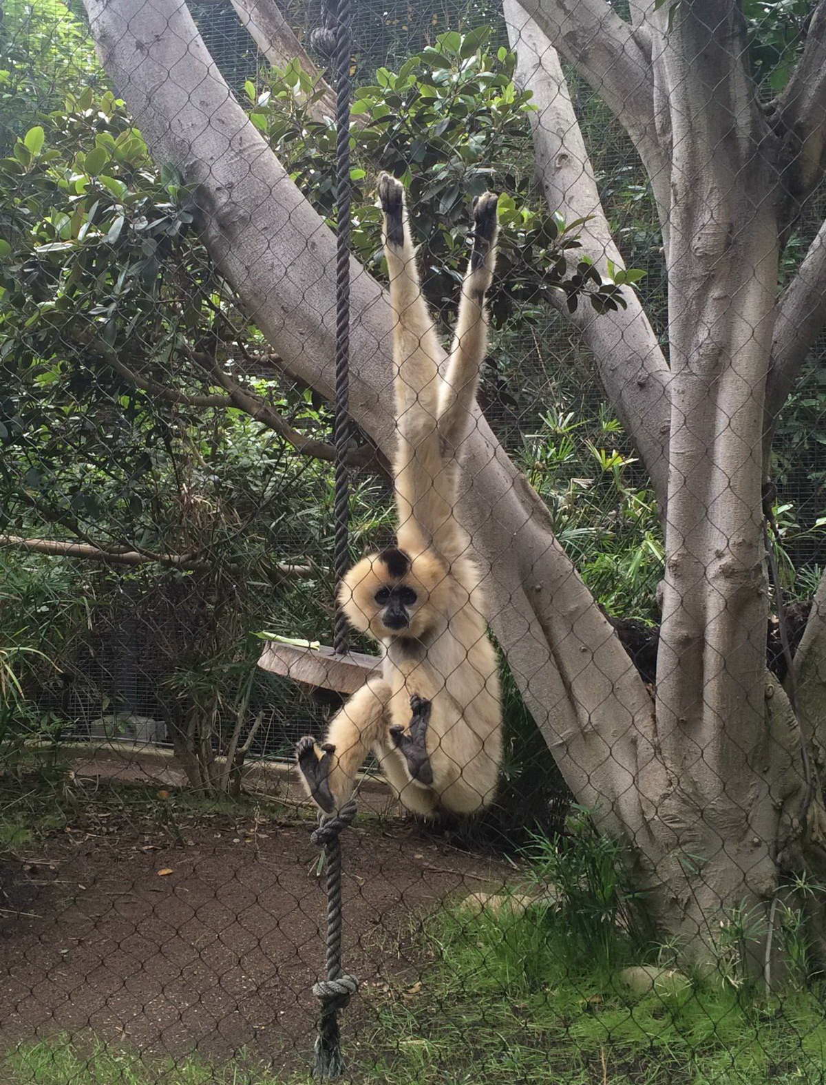 1200x1576, 373 Kb / канат, лапы, рабица, сетка, обезъяна