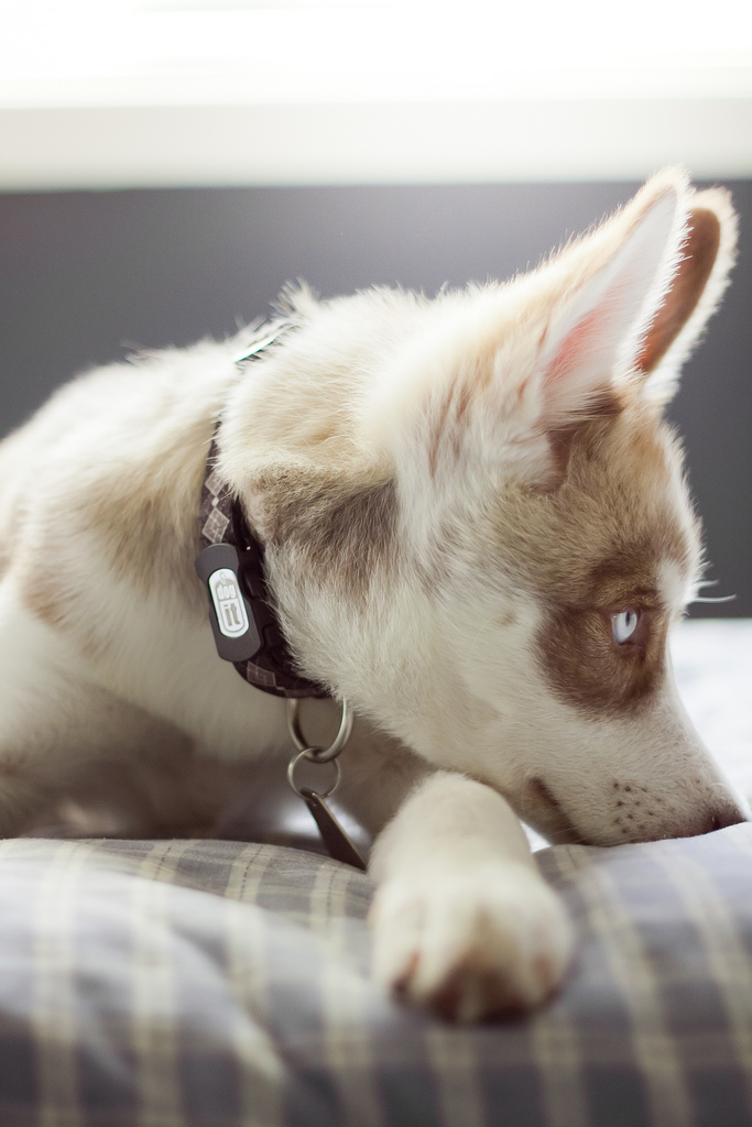 683x1024, 223 Kb / щенок, ошейник, хаски