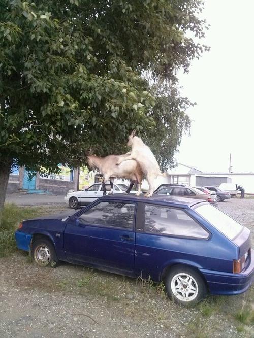 500x666, 68 Kb / коза, козел, ваз-2113