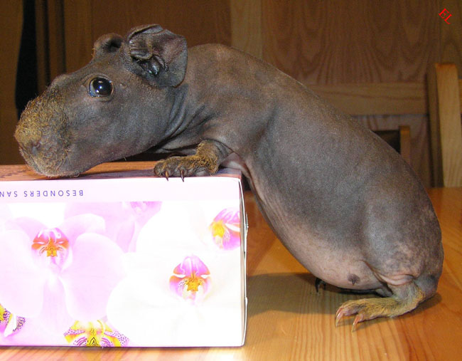 650x507, 69 Kb / свинка