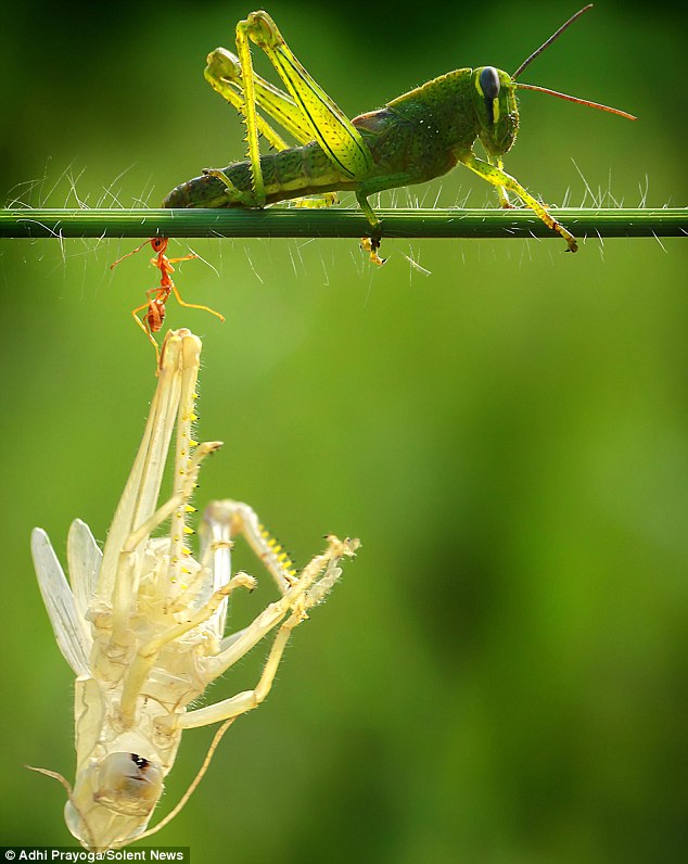 634x796, 89 Kb / Кузнечик, линька, муравей