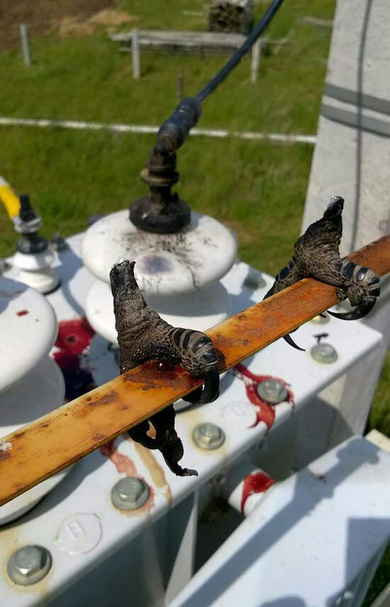 550x856, 61 Kb / лапки, шина, трансформатор