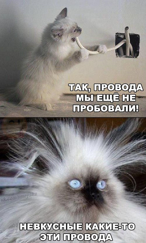 500x831, 111 Kb / Котенок, проводка