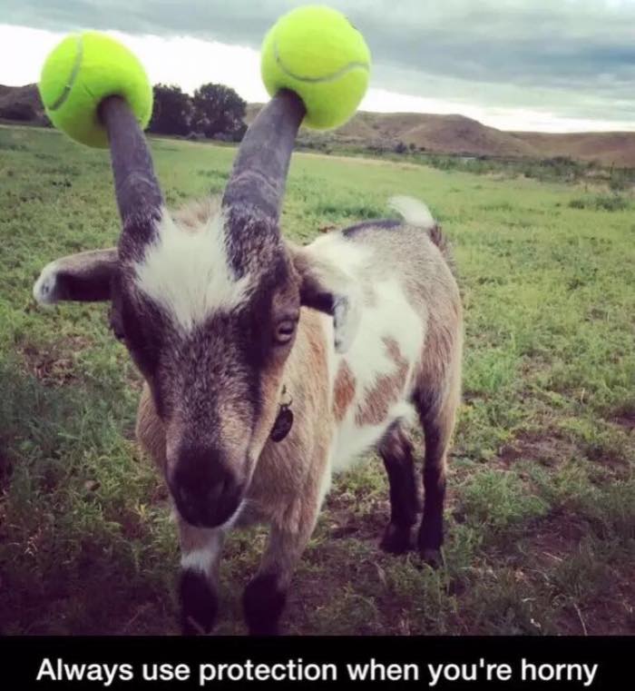 700x761, 63 Kb / козел, рога, теннисные мячики, лайфхак