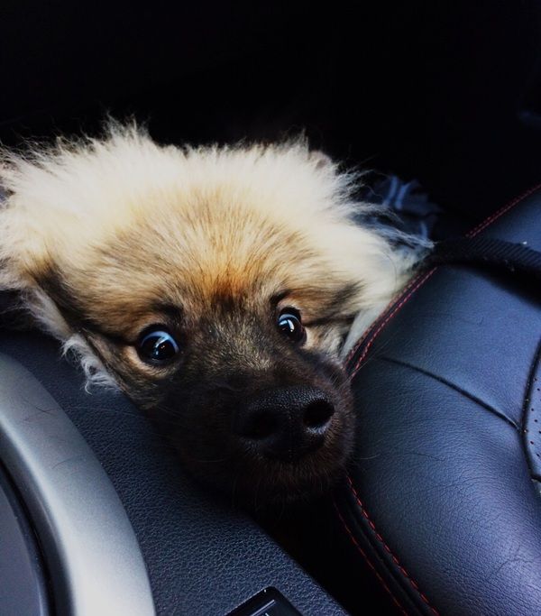 600x683, 55 Kb / собака, щенок, машина, авто, кресло, нос