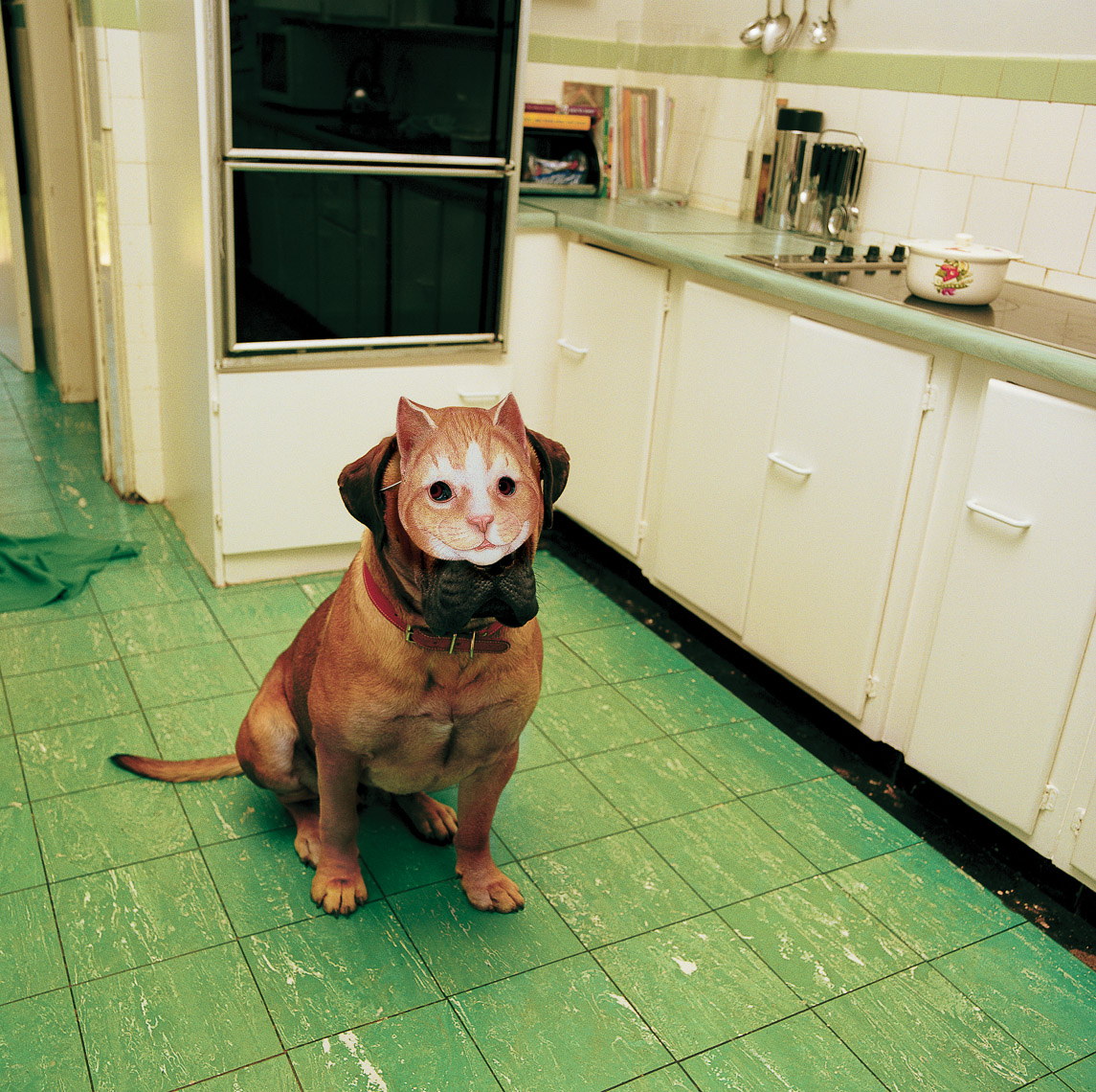 1145x1140, 382 Kb / собака, кухня, маска, кот, плитка