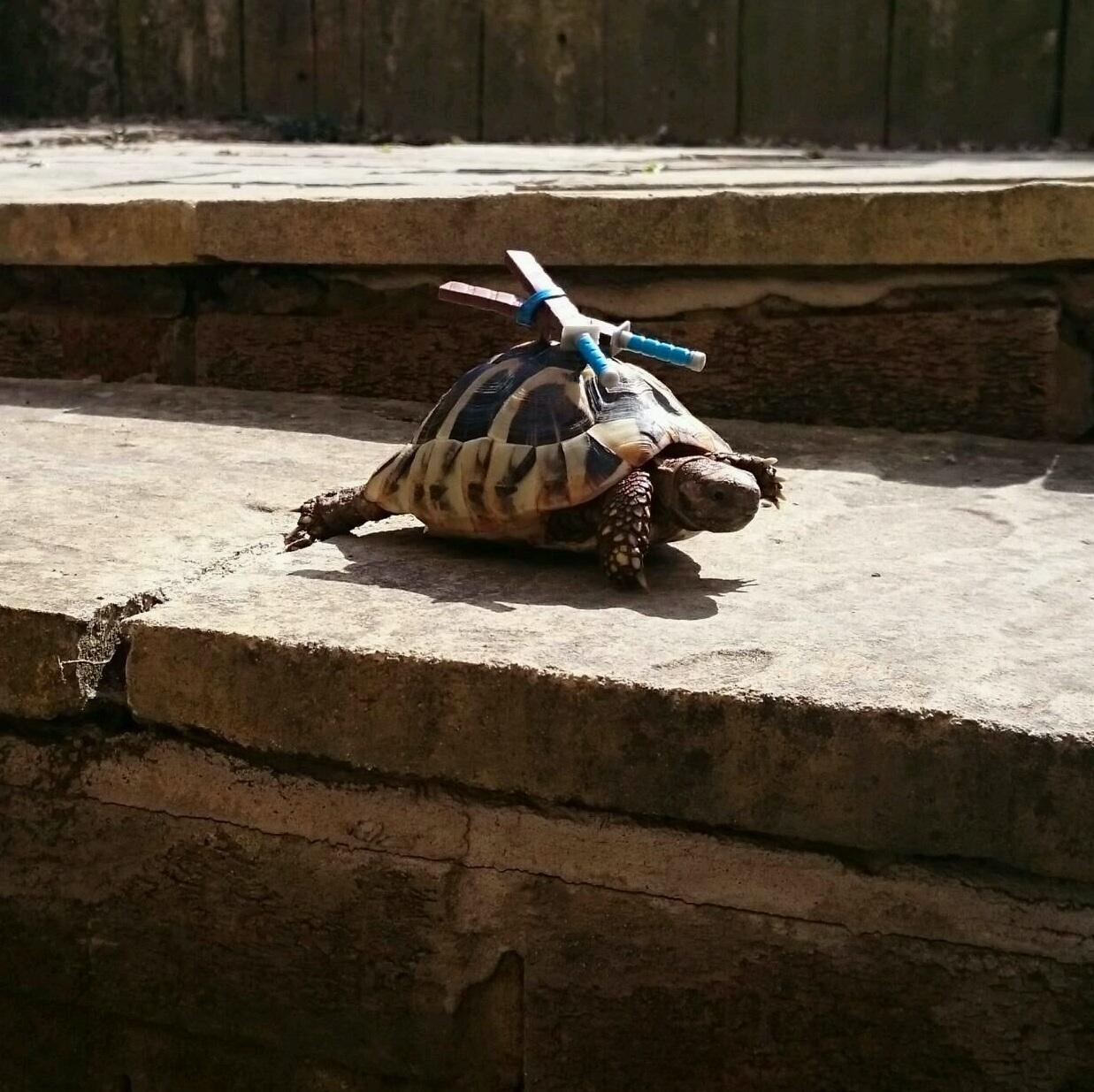 1237x1235, 180 Kb / Черепашка, Лео, мечи